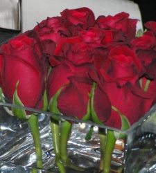 FLORES.jpg