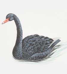 cisne-negro.jpg