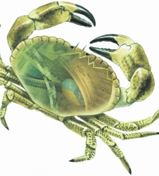 cangrejo.jpg