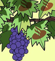 santander-uvas.jpg
