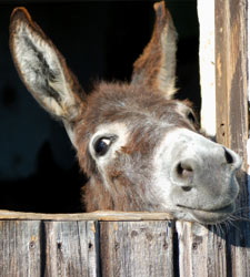 burro.jpg