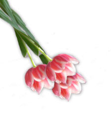 flores.jpg