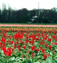 holanda-tulipanes.JPG
