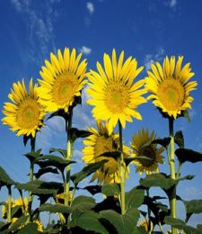 girasoles.jpg