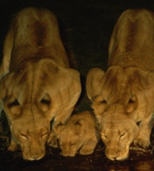 leones-safari.jpg