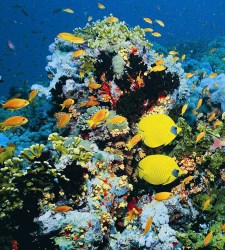 peces.jpg
