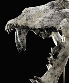 dinosaurio.JPG