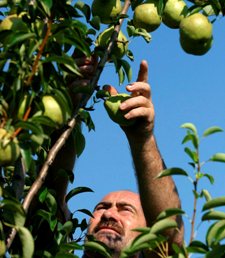 Agricultorperas.jpg