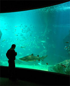 acuario.jpg