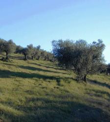 olivos.JPG