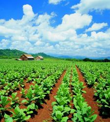 plantacion2.JPG