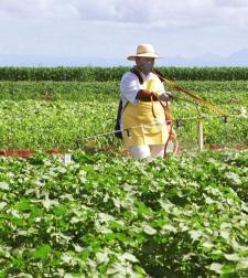soja-plantacion.JPG