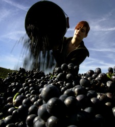 uva-cosecha.jpg