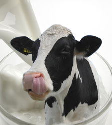 vaca-leche.jpg