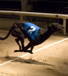 galgo-ganador-getty.jpg