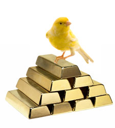 canario-oro.jpg