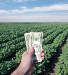 cultivo-dinero.jpg