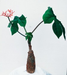 jatropha_biocombustible.jpg