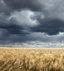 trigo_tormenta.jpg