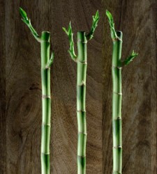 bambu_crecimiento.jpg
