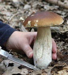 boletus.jpg
