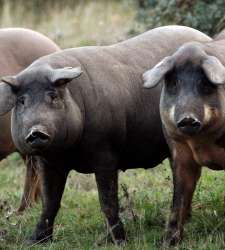 cerdo-iberico.jpg