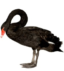 cisne-negro.jpg