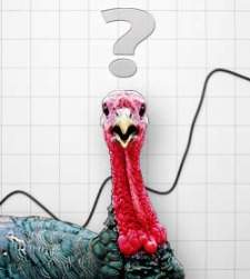 pavo-bolsa2.jpg