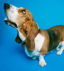 perro.jpg