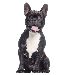 perro2.jpg