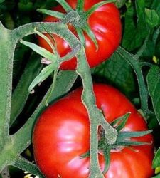 tomates-ep.jpg