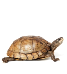 tortuga.jpg