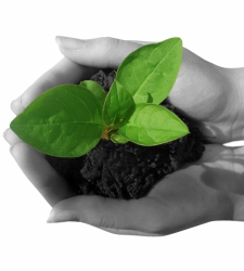 planta.jpg