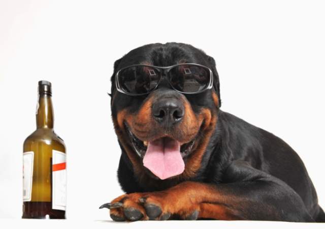 cerveza-perro.jpg