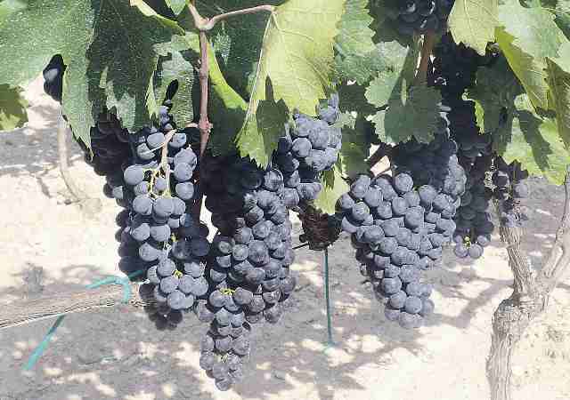 uvas.jpg