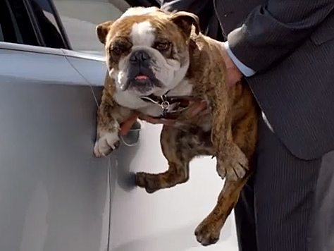 /imag/businessinsider/2012/09/06/vw-hopes-this-key-swallowing-dog-will-be-its-next-viral-hit--todays-ad-brief.jpg