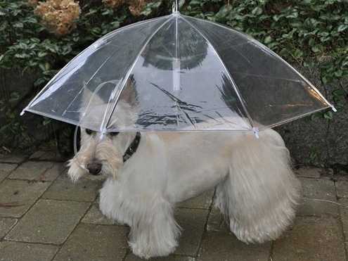/imag/businessinsider/2013/02/26/keep-your-pooch-dry-with-the-dogbrella.jpg