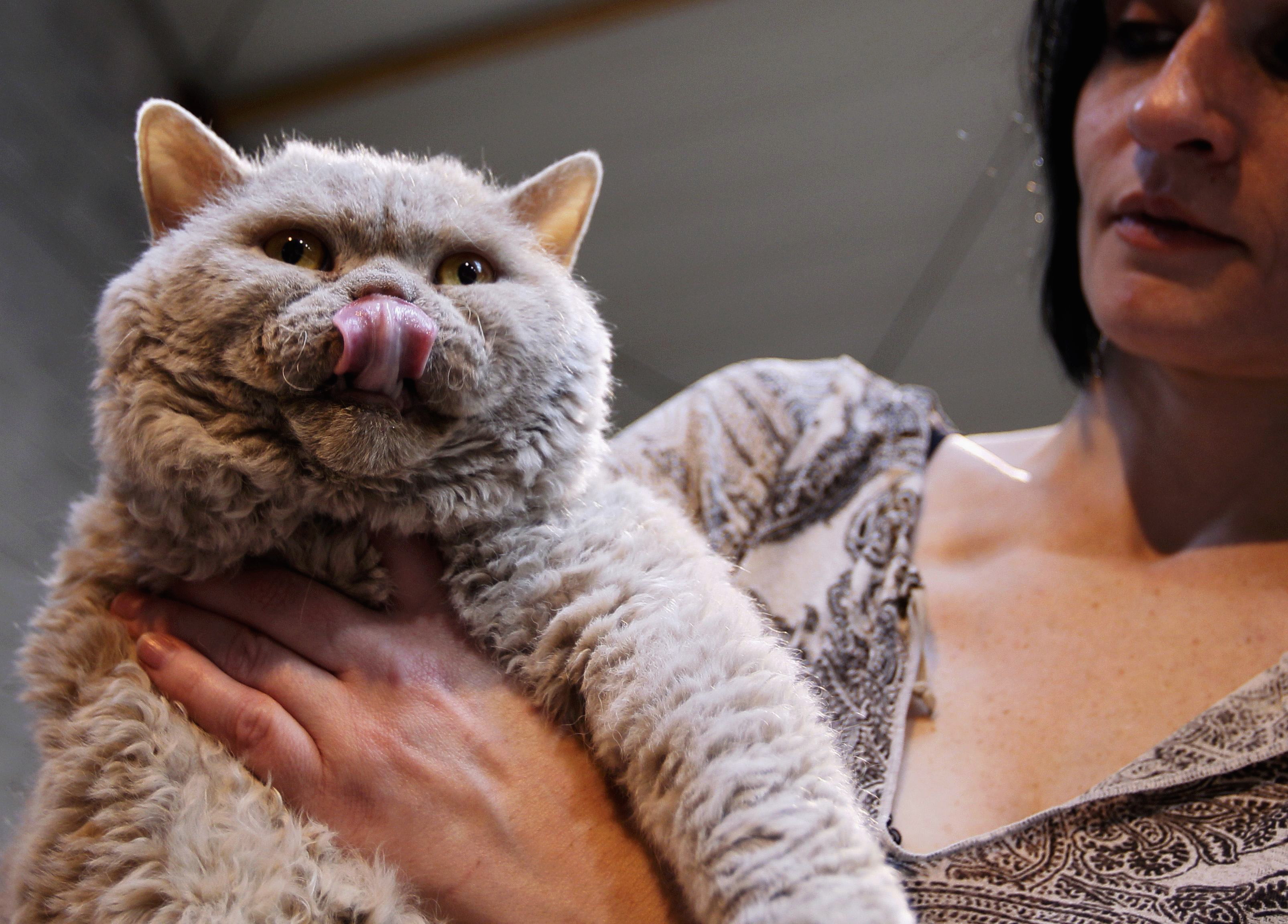 /imag/businessinsider/2013/06/25/the-internet-is-going-crazy-for-ridiculously-fluffy-poodle-cats.jpg