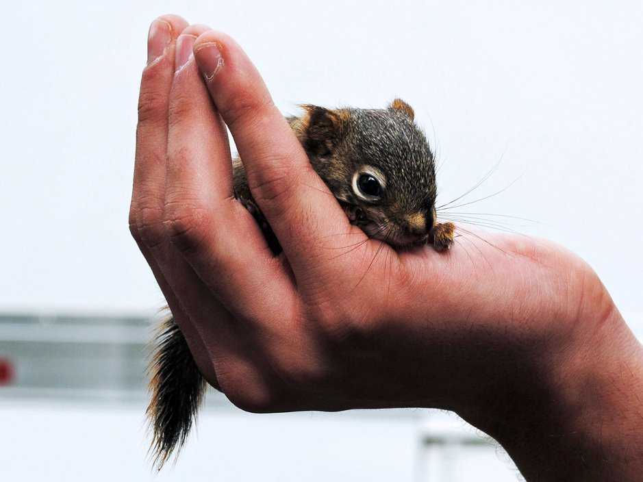 /imag/businessinsider/2013/10/04/11-totally-true-and-completely-adorable-animal-facts.jpg