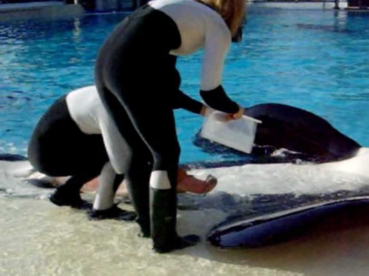 /imag/businessinsider/2013/11/06/this-disgusting-scene-shows-why-seaworld-allegedly-kept-a-psychotic-killer-whale.jpg