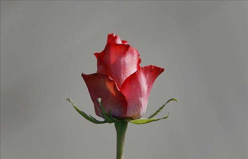 /imag/efe/2011/02/10/20110210-3636301w.jpg