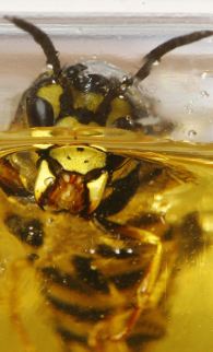 abeja.jpg