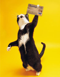 gato-visa.jpg