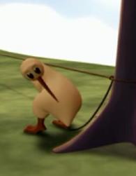 kiwi.JPG