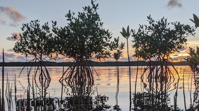 Manglares en Alice Town (Bahamas) | Foto de Jessica Kendall-Bar/UC San Diego