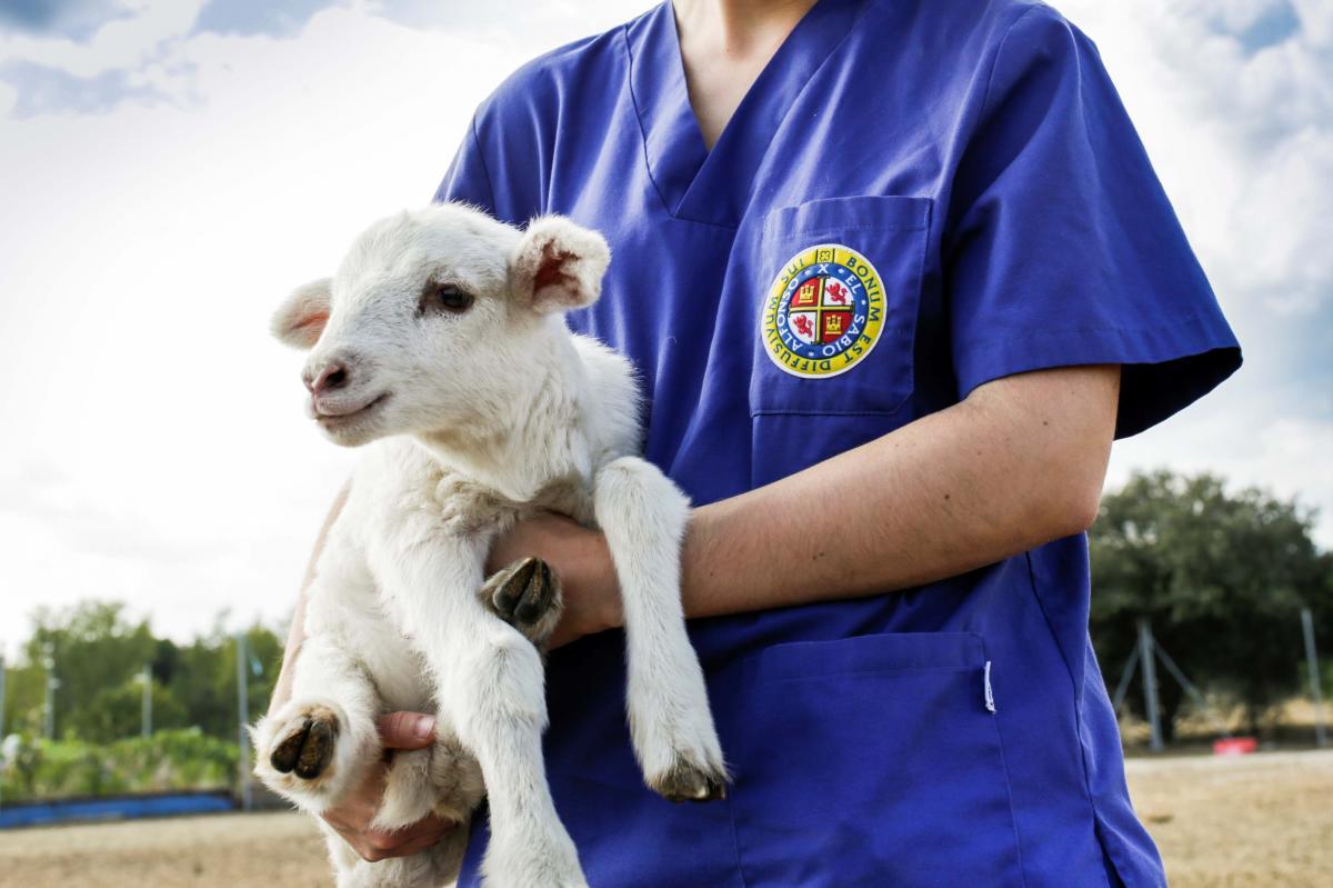 Formación en Veterinaria | Foto de la UAX