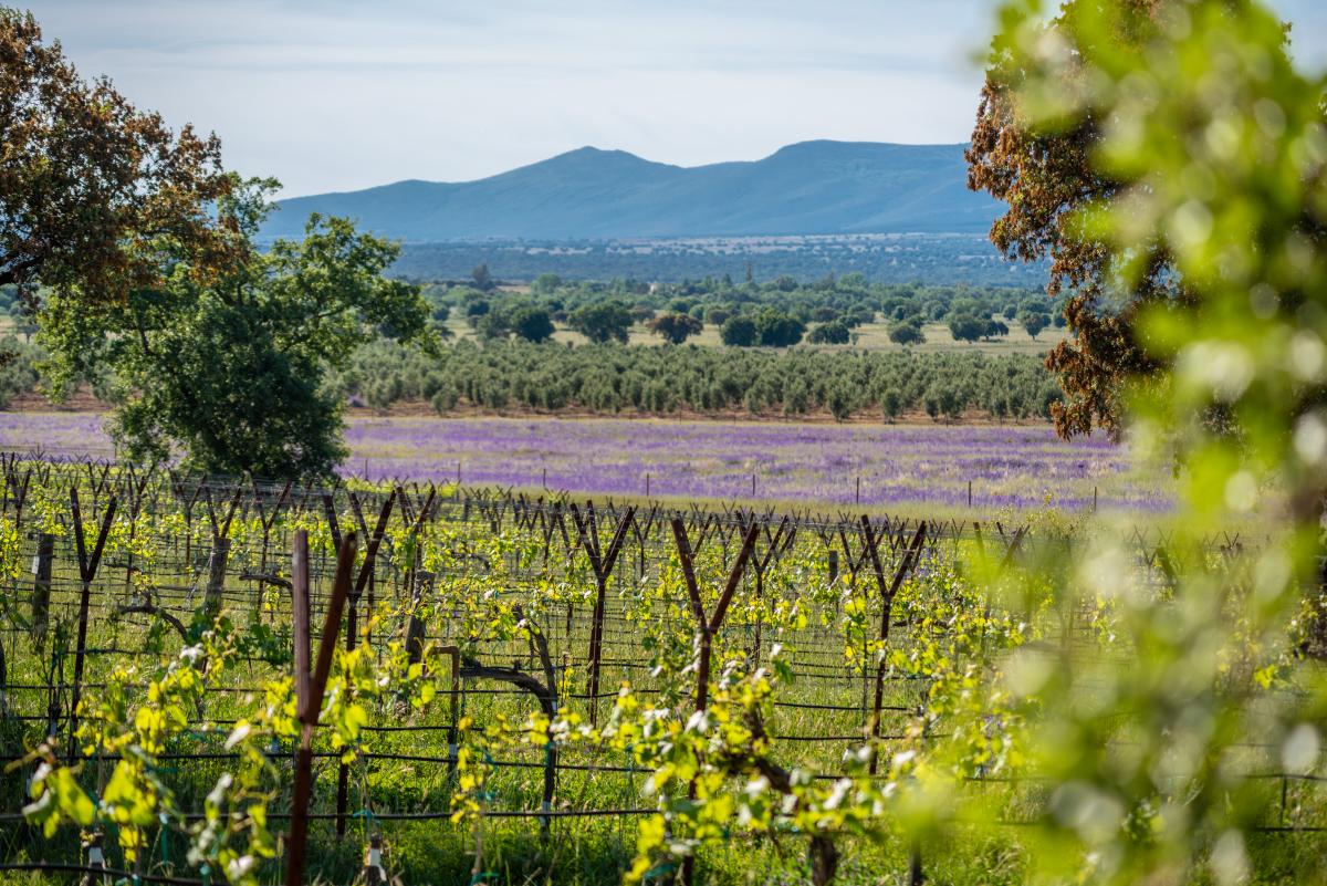 Viñedo Dehesa El Molinillo | Foto de Dehesa El Molinillo