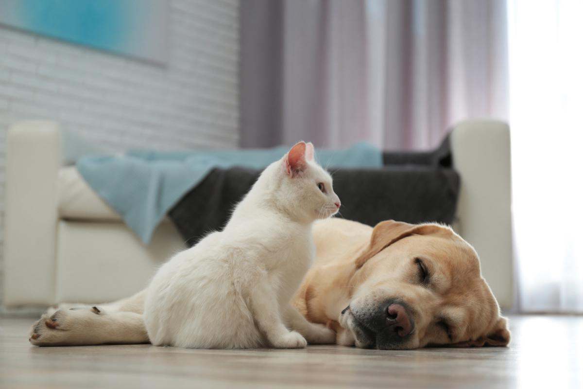 Gato junto a un perro | Foto de 123RF/liudmilachernetska