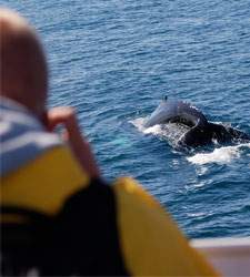ballenas.jpg