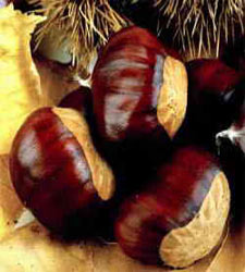 castana_cero.jpg